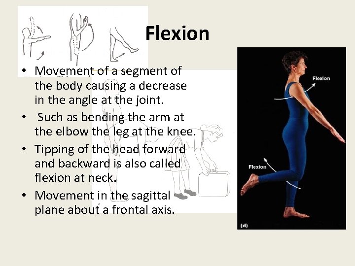 Flexion • Movement of a segment of the body causing a decrease in the
