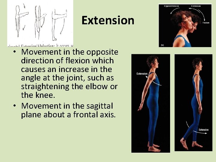 Extension • Movement in the opposite direction of flexion which causes an increase in