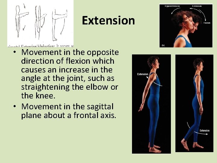 Extension • Movement in the opposite direction of flexion which causes an increase in Extension • Movement in the opposite direction of flexion which causes an increase in