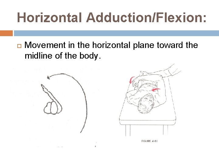 Horizontal Adduction/Flexion: Movement in the horizontal plane toward the midline of the body. 