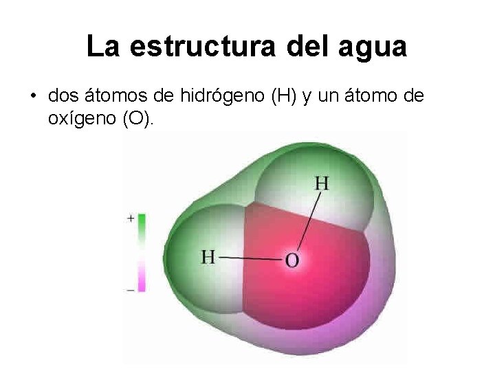 La estructura del agua • dos átomos de hidrógeno (H) y un átomo de
