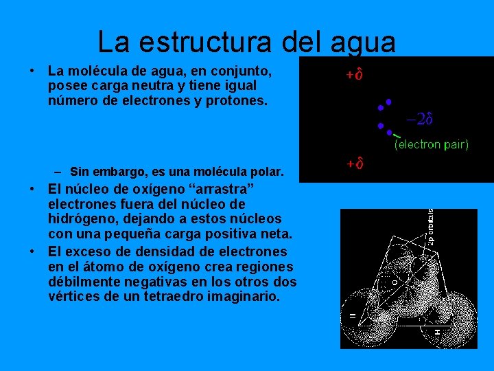 La estructura del agua • La molécula de agua, en conjunto, posee carga neutra