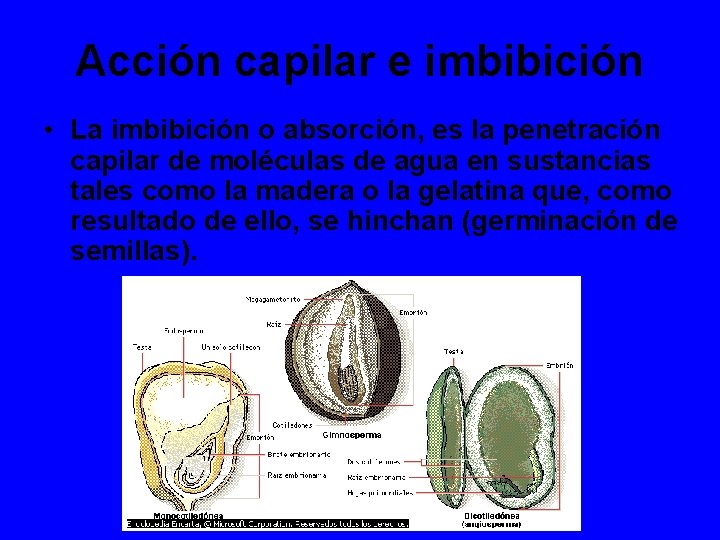 Acción capilar e imbibición • La imbibición o absorción, es la penetración capilar de