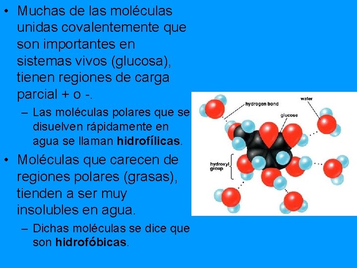  • Muchas de las moléculas unidas covalentemente que son importantes en sistemas vivos