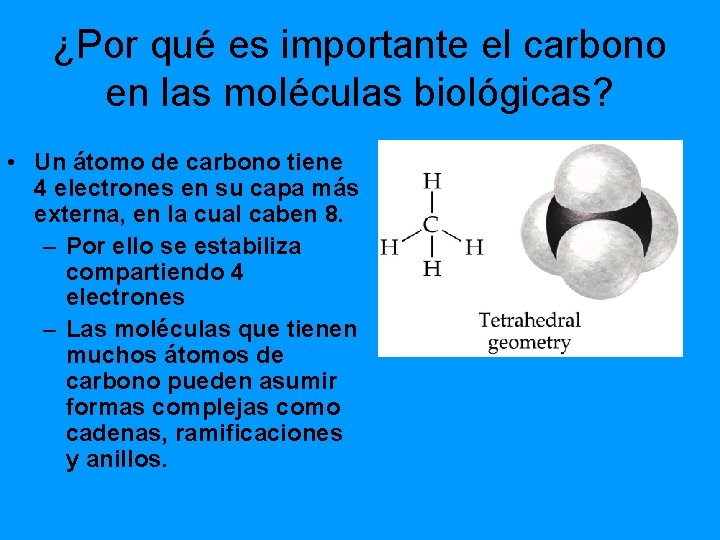 ¿Por qué es importante el carbono en las moléculas biológicas? • Un átomo de