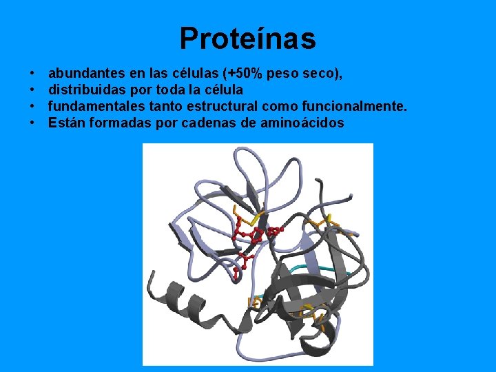 Proteínas • • abundantes en las células (+50% peso seco), distribuidas por toda la