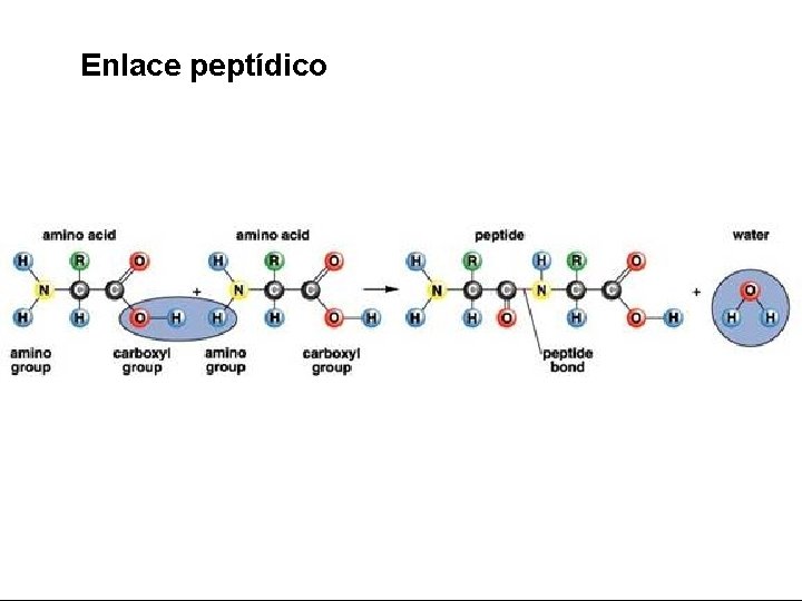 Enlace peptídico 