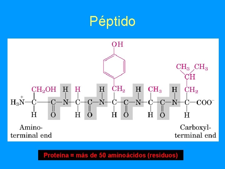 Péptido Proteína = más de 50 aminoácidos (residuos) 