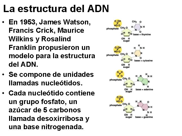 La estructura del ADN • En 1953, James Watson, Francis Crick, Maurice Wilkins y