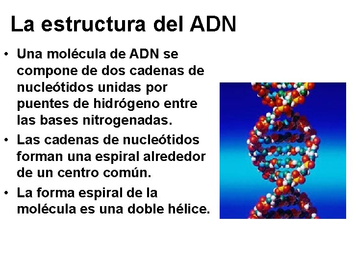 La estructura del ADN • Una molécula de ADN se compone de dos cadenas