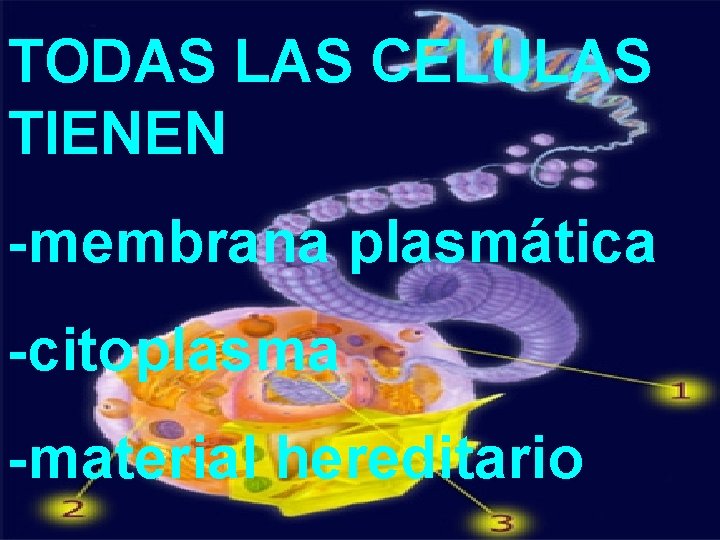 TODAS LAS CELULAS TIENEN -membrana plasmática -citoplasma -material hereditario 