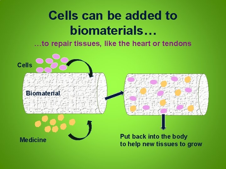 Cells can be added to biomaterials… …to repair tissues, like the heart or tendons