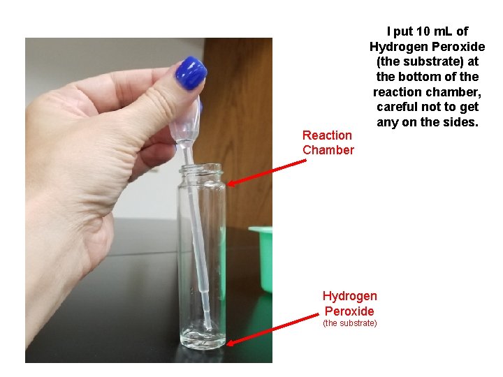 Reaction Chamber I put 10 m. L of Hydrogen Peroxide (the substrate) at the