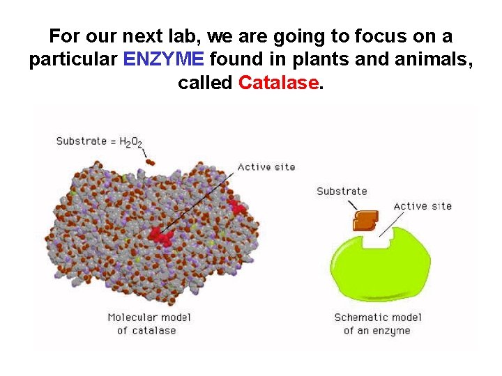 For our next lab, we are going to focus on a particular ENZYME found