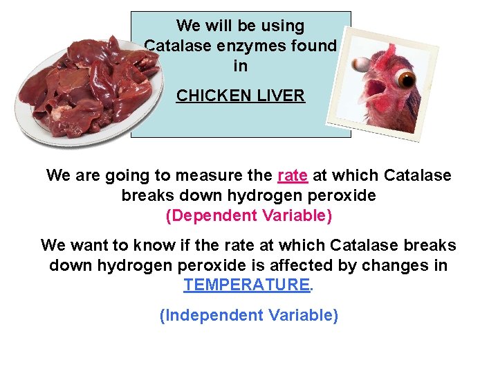 We will be using Catalase enzymes found in CHICKEN LIVER We are going to