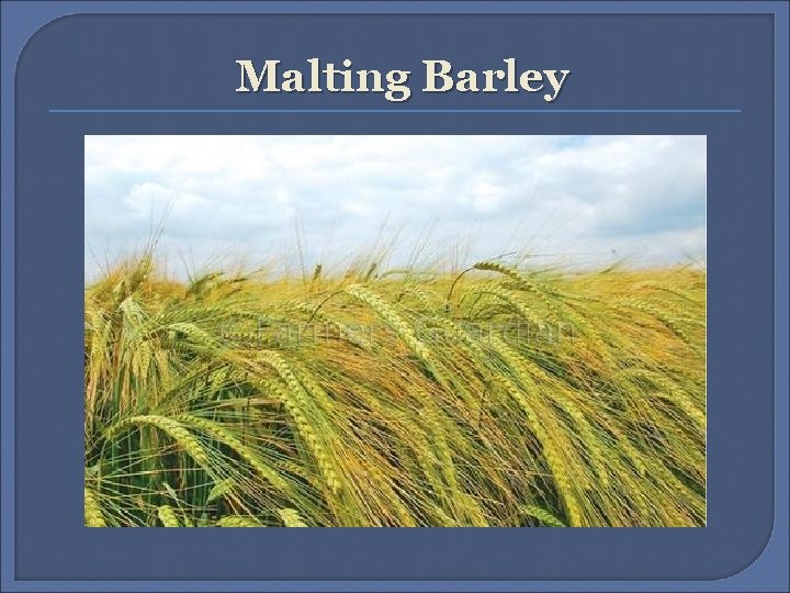Malting Barley 
