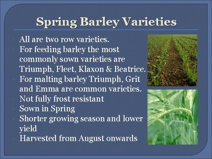 Spring Barley Varieties All are two row varieties. For feeding barley the most commonly