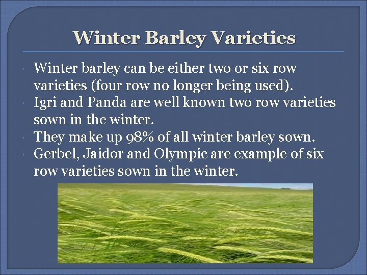 Winter Barley Varieties Winter barley can be either two or six row varieties (four