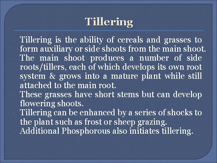 Tillering Tillering is the ability of cereals and grasses to form auxiliary or side