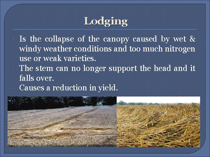 Lodging Is the collapse of the canopy caused by wet & windy weather conditions