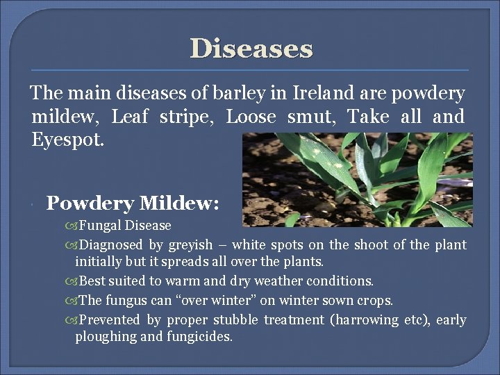 Diseases The main diseases of barley in Ireland are powdery mildew, Leaf stripe, Loose