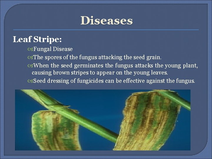 Diseases Leaf Stripe: Fungal Disease The spores of the fungus attacking the seed grain.