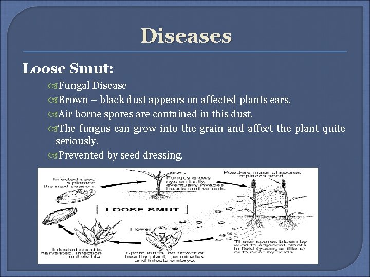 Diseases Loose Smut: Fungal Disease Brown – black dust appears on affected plants ears.