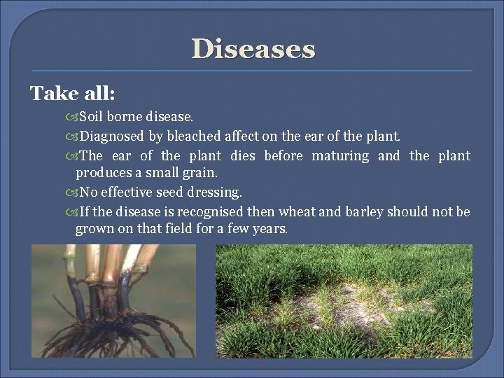 Diseases Take all: Soil borne disease. Diagnosed by bleached affect on the ear of