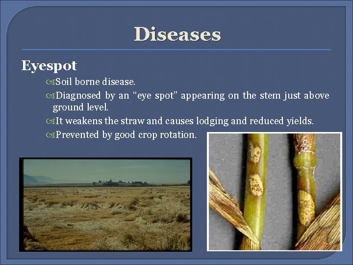 Diseases Eyespot Soil borne disease. Diagnosed by an “eye spot” appearing on the stem