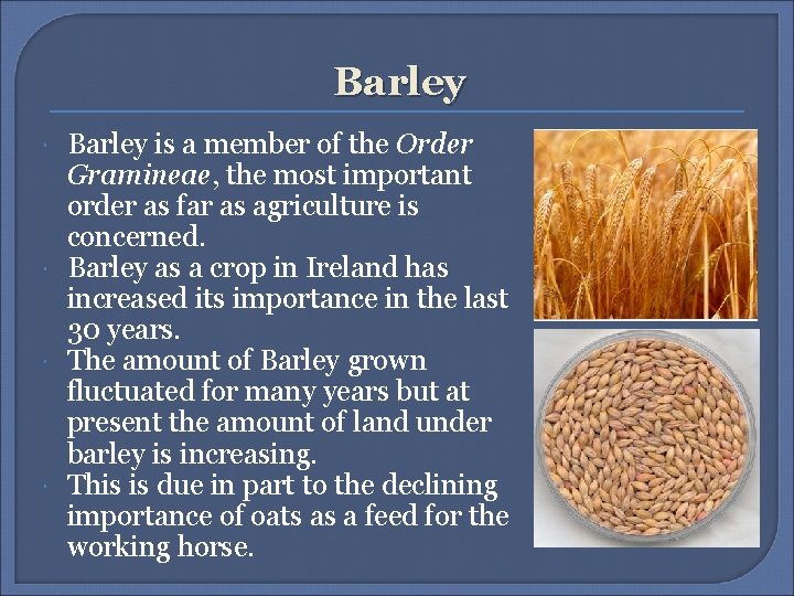 Barley Barley is a member of the Order Gramineae, the most important order as