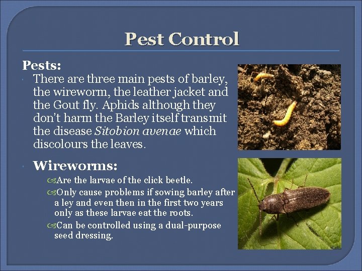 Pest Control Pests: There are three main pests of barley, the wireworm, the leather