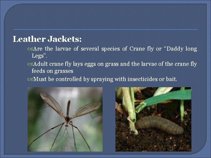 Leather Jackets: Are the larvae of several species of Crane fly or “Daddy long