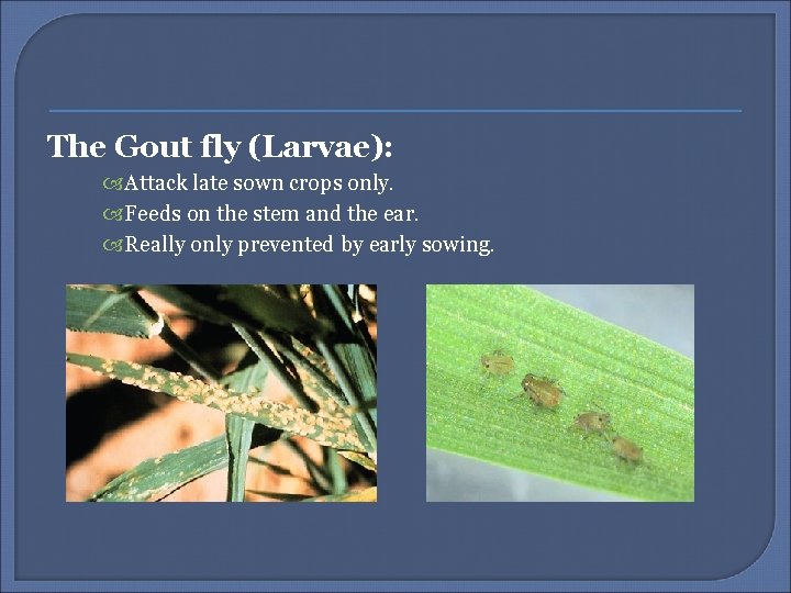 The Gout fly (Larvae): Attack late sown crops only. Feeds on the stem and