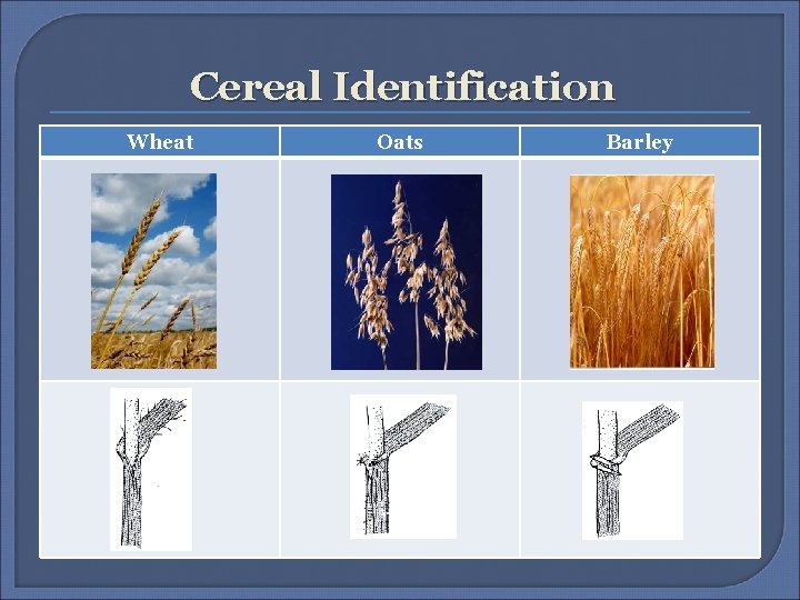 Cereal Identification Wheat Oats Barley 