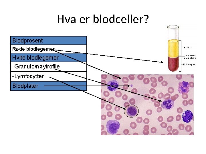 Hva er blodceller? Blodprosent Røde blodlegemer Hvite blodlegemer -Granulo/nøytrofile -Lymfocytter Blodplater 