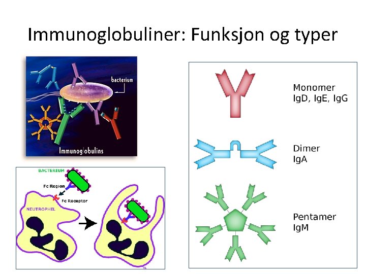 Immunoglobuliner: Funksjon og typer 