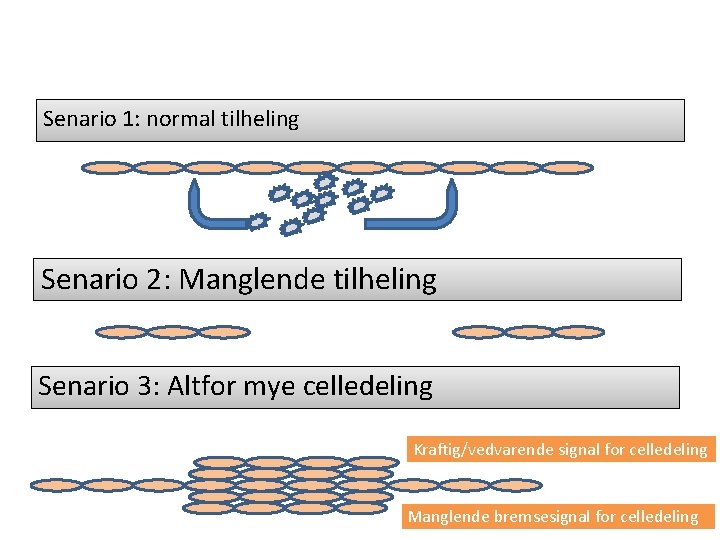 Senario 1: normal tilheling Senario 2: Manglende tilheling Senario 3: Altfor mye celledeling Kraftig/vedvarende