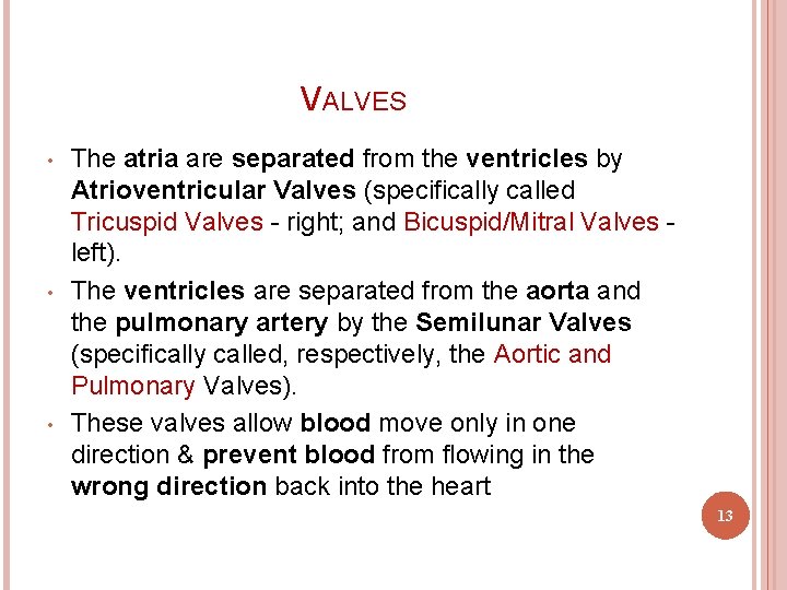 VALVES • • • The atria are separated from the ventricles by Atrioventricular Valves VALVES • • • The atria are separated from the ventricles by Atrioventricular Valves