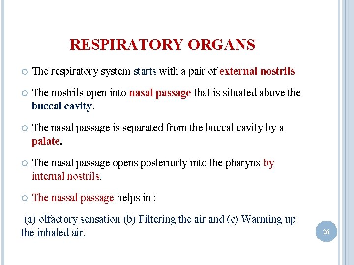 RESPIRATORY ORGANS The respiratory system starts with a pair of external nostrils The nostrils RESPIRATORY ORGANS The respiratory system starts with a pair of external nostrils The nostrils