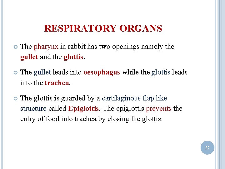 RESPIRATORY ORGANS The pharynx in rabbit has two openings namely the gullet and the RESPIRATORY ORGANS The pharynx in rabbit has two openings namely the gullet and the