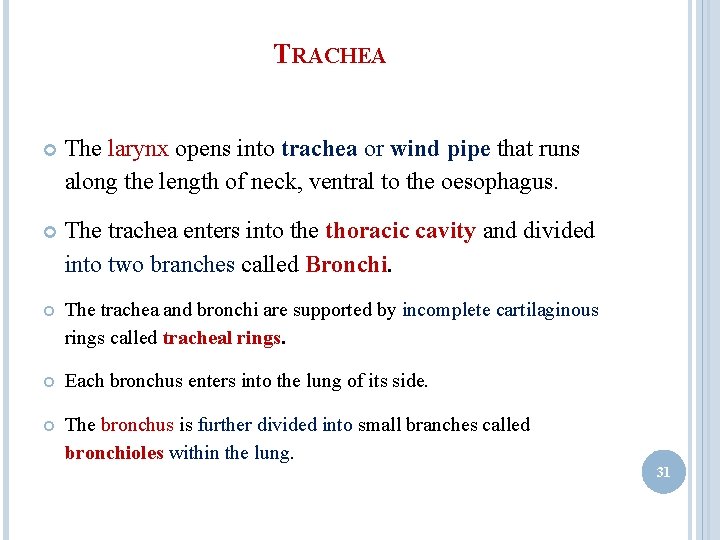 TRACHEA The larynx opens into trachea or wind pipe that runs along the length TRACHEA The larynx opens into trachea or wind pipe that runs along the length