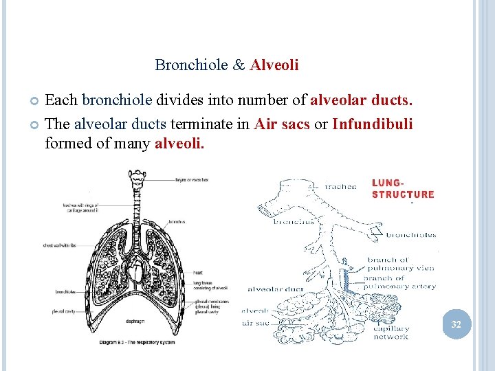 Bronchiole & Alveoli Each bronchiole divides into number of alveolar ducts. The alveolar ducts Bronchiole & Alveoli Each bronchiole divides into number of alveolar ducts. The alveolar ducts