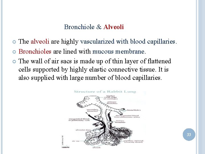 Bronchiole & Alveoli The alveoli are highly vascularized with blood capillaries. Bronchioles are lined Bronchiole & Alveoli The alveoli are highly vascularized with blood capillaries. Bronchioles are lined