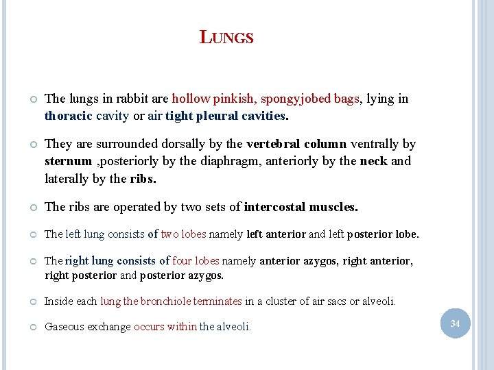 LUNGS The lungs in rabbit are hollow pinkish, spongyjobed bags, lying in thoracic cavity LUNGS The lungs in rabbit are hollow pinkish, spongyjobed bags, lying in thoracic cavity