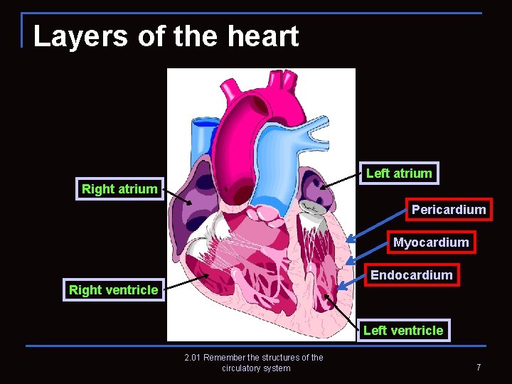 Layers of the heart Left atrium Right atrium Pericardium Myocardium Endocardium Right ventricle Left Layers of the heart Left atrium Right atrium Pericardium Myocardium Endocardium Right ventricle Left