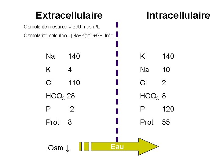 Extracellulaire Intracellulaire Osmolalité mesurée = 290 mosm/L Osmolarité calculée= (Na+K)x 2 +G+Urée Na 140