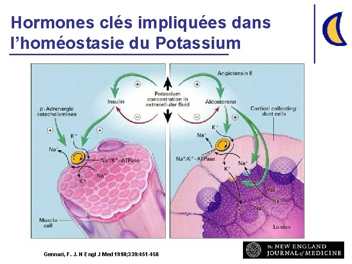 Hormones clés impliquées dans l’homéostasie du Potassium Gennari, F. J. N Engl J Med
