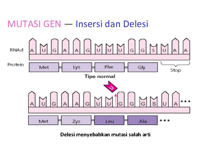 MUTASI GEN — Insersi dan Delesi menyebabkan mutasi salah arti 