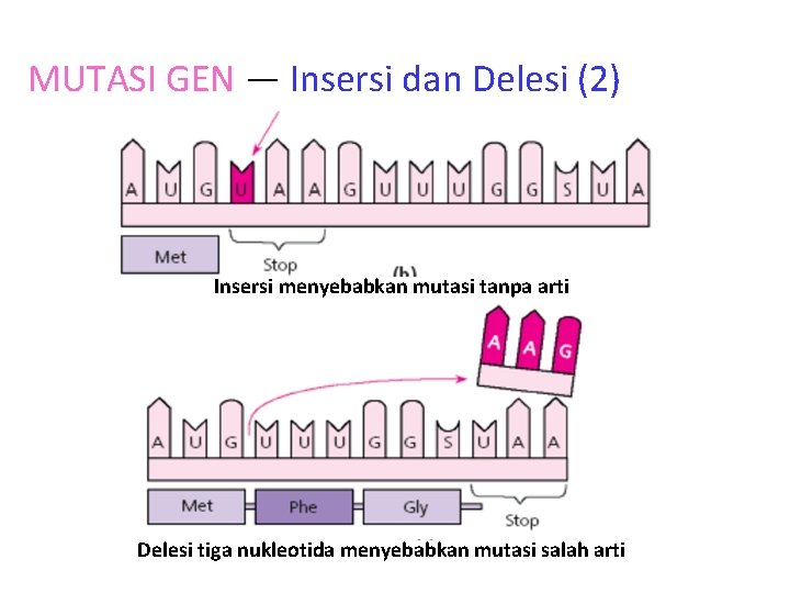 MUTASI GEN — Insersi dan Delesi (2) Insersi menyebabkan mutasi tanpa arti Delesi tiga