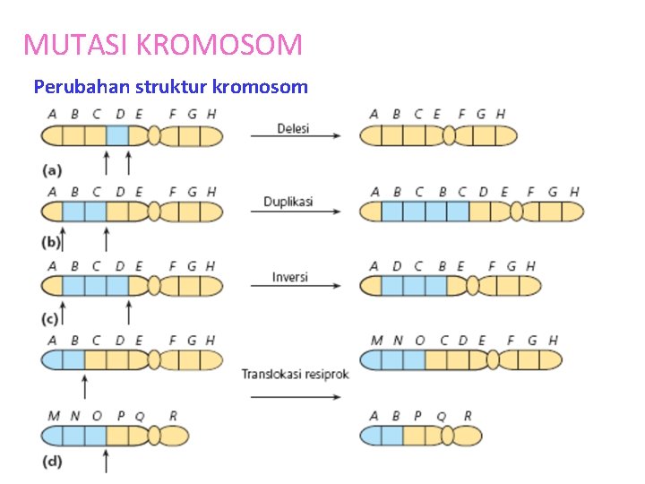 MUTASI KROMOSOM Perubahan struktur kromosom 